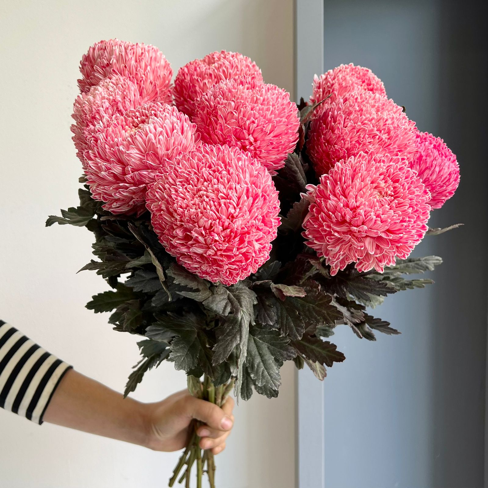 Chrysanthemum Peony - Pale Pink