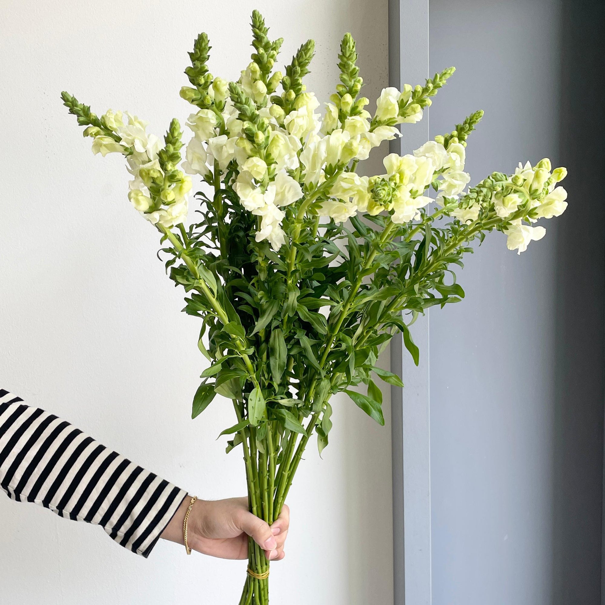 Snapdragon - White