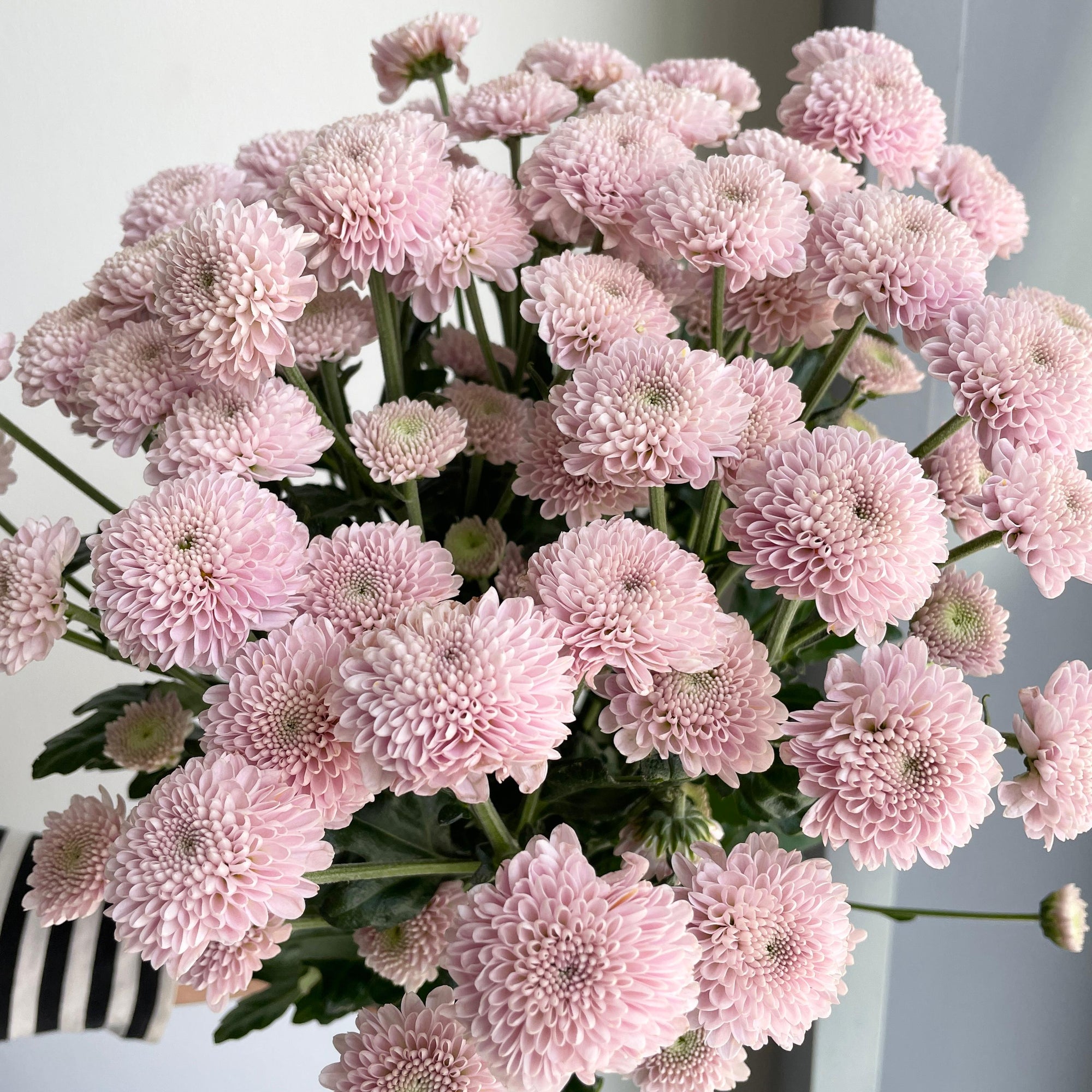 Chrysanthemum Spray - Santini Ellison Pink