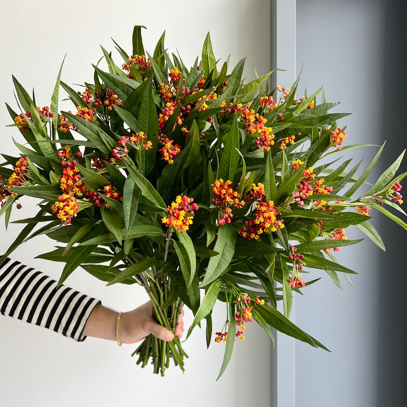 Asclepias Orange Red