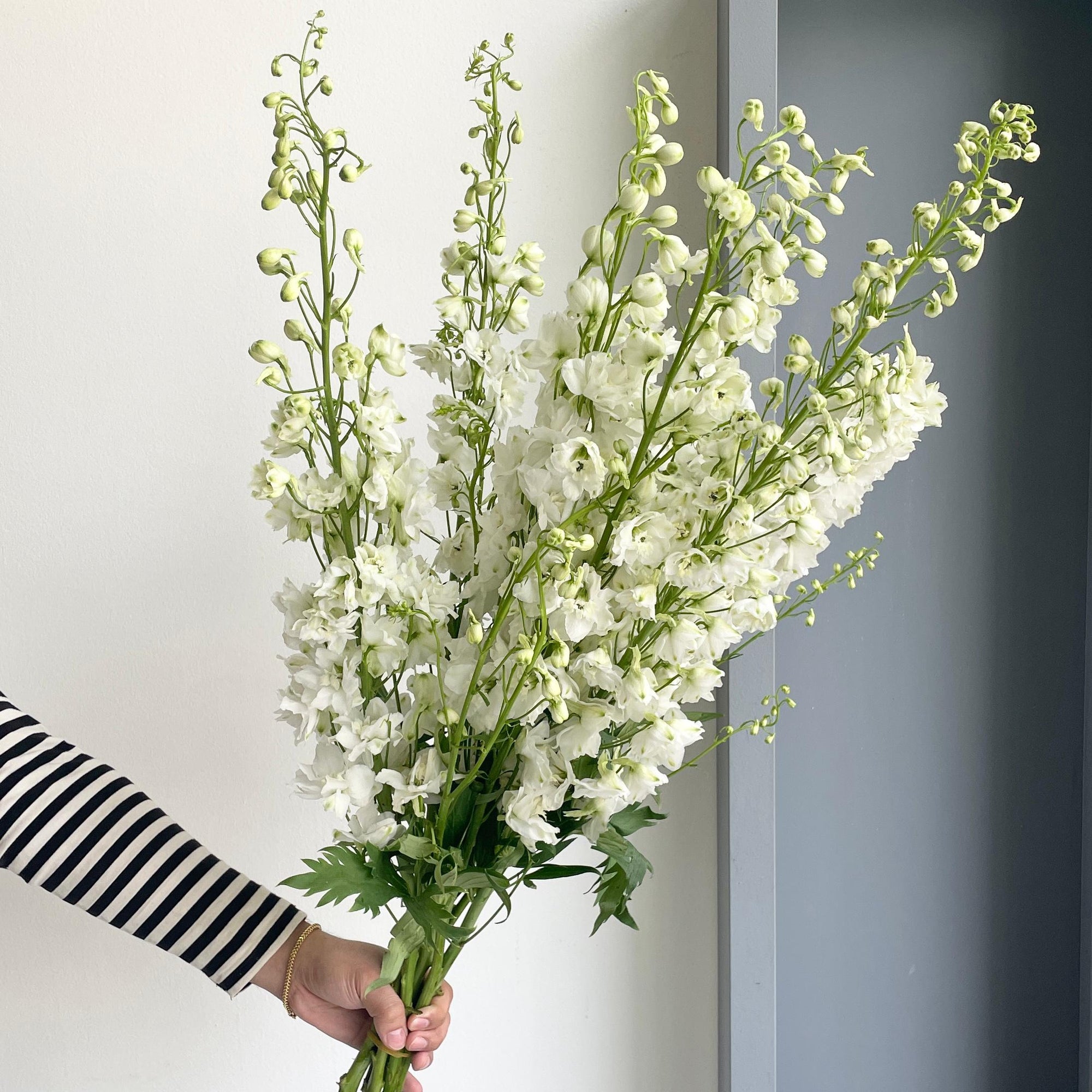 Delphiniums - White