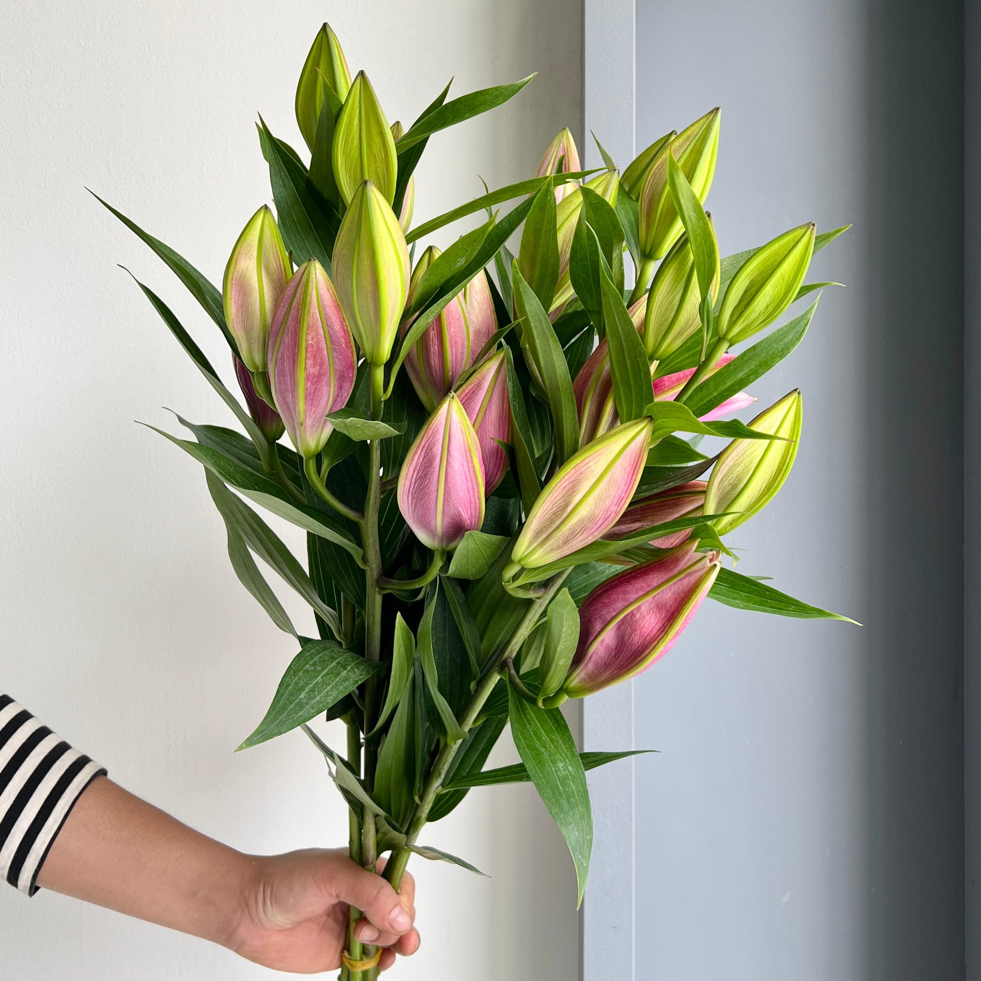 Lilies Oriental - Purpinca Pink