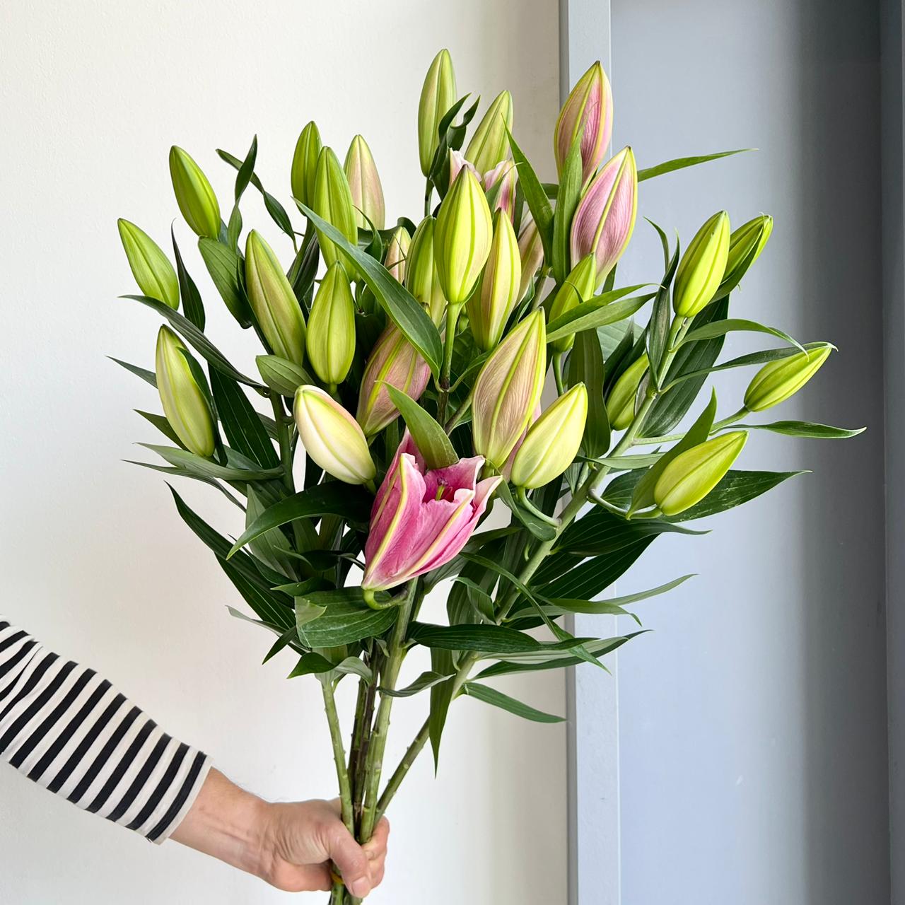 Lilies Oriental - Blooming Grace Mix