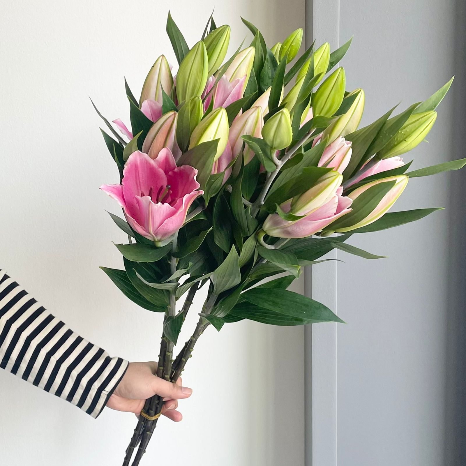Lilies Oriental - Imax Pink