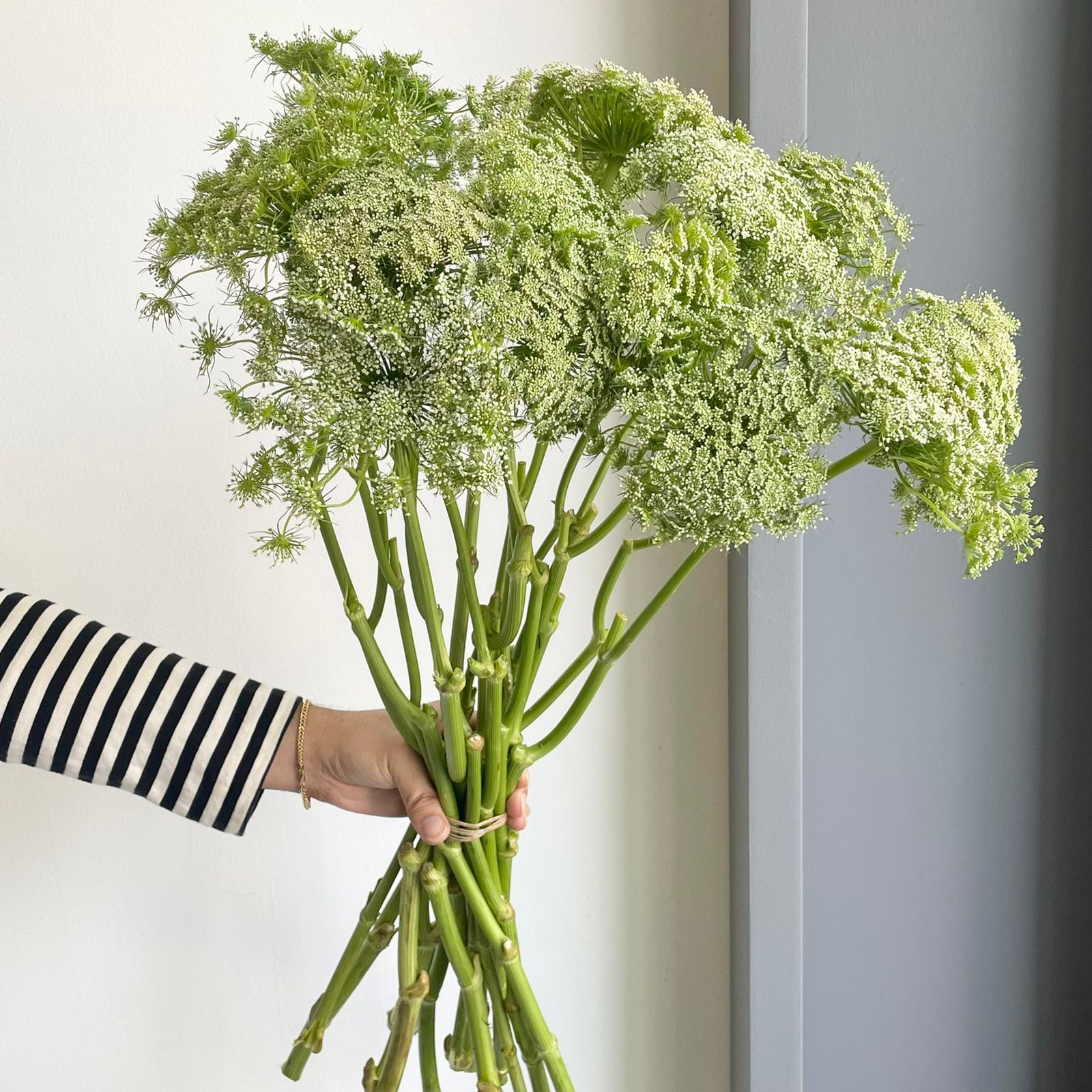 Ammi Majus Graceland