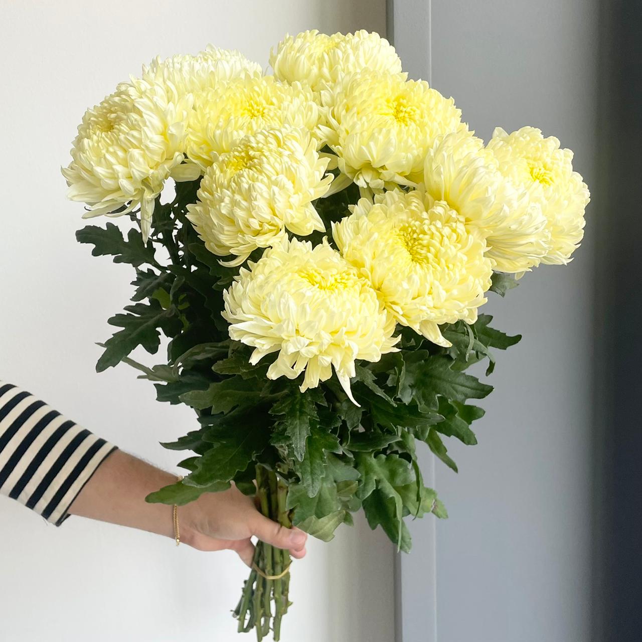 Chrysanthemums - Shoesmith Cream-White