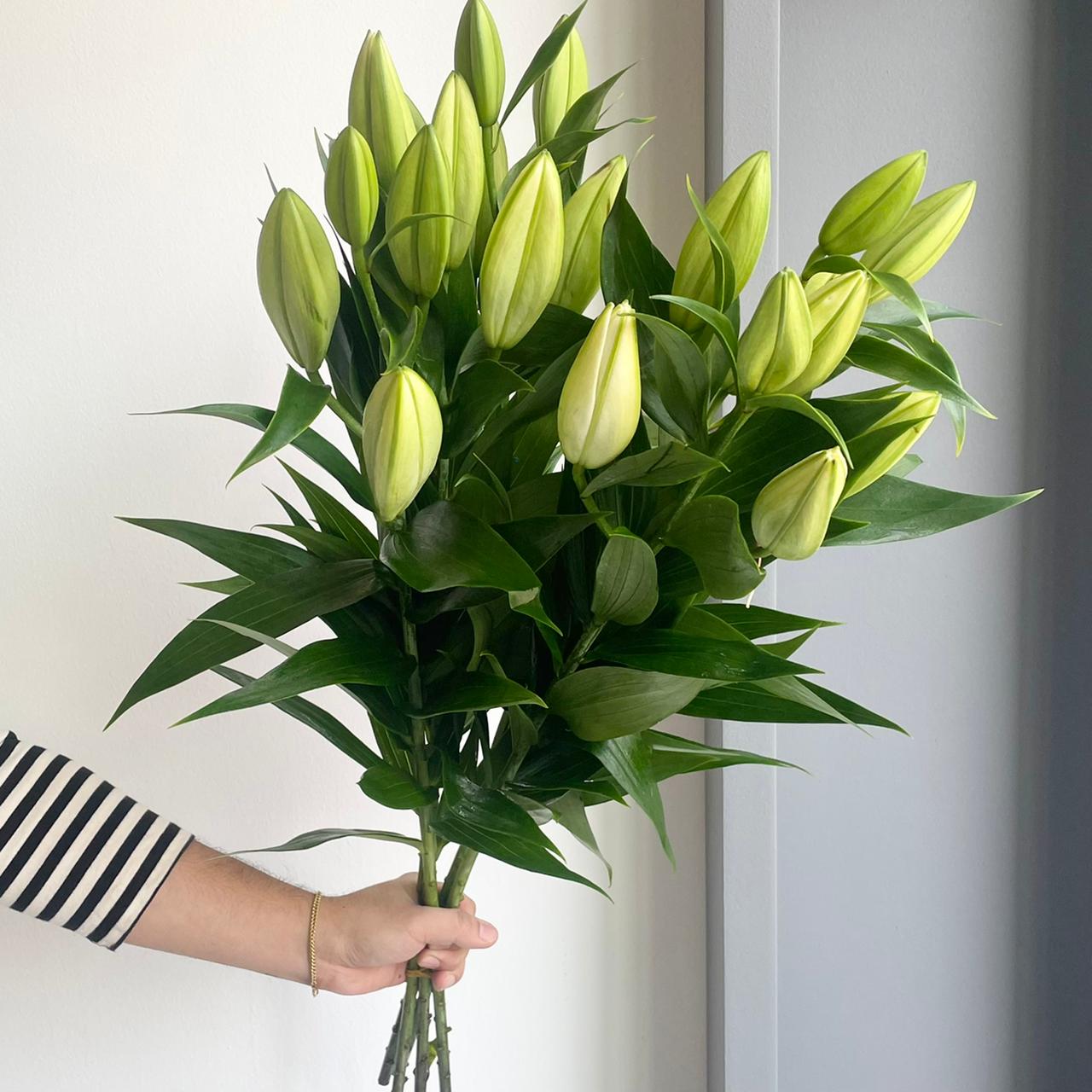 Lilies Oriental - Ov White