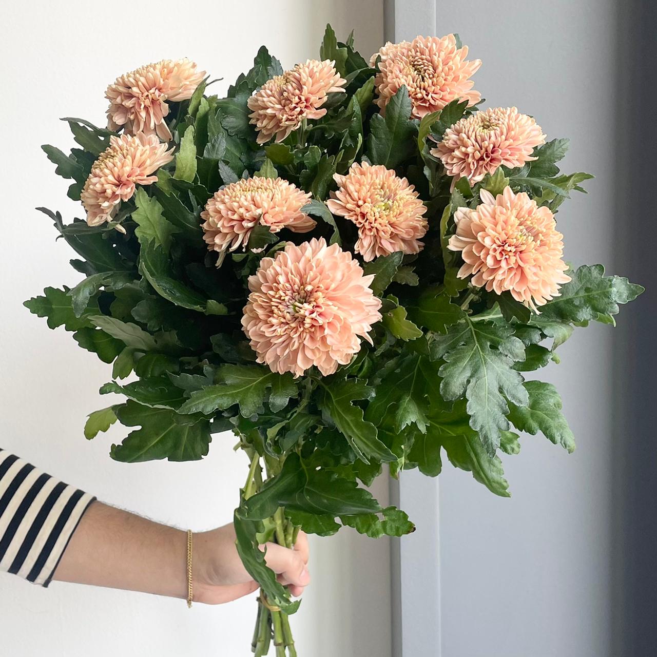 Chrysanthemums - Marielle Salmon
