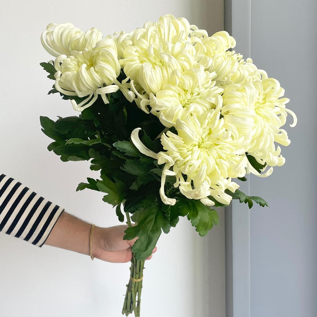 Chrysanthemums - Vienna Cream-White