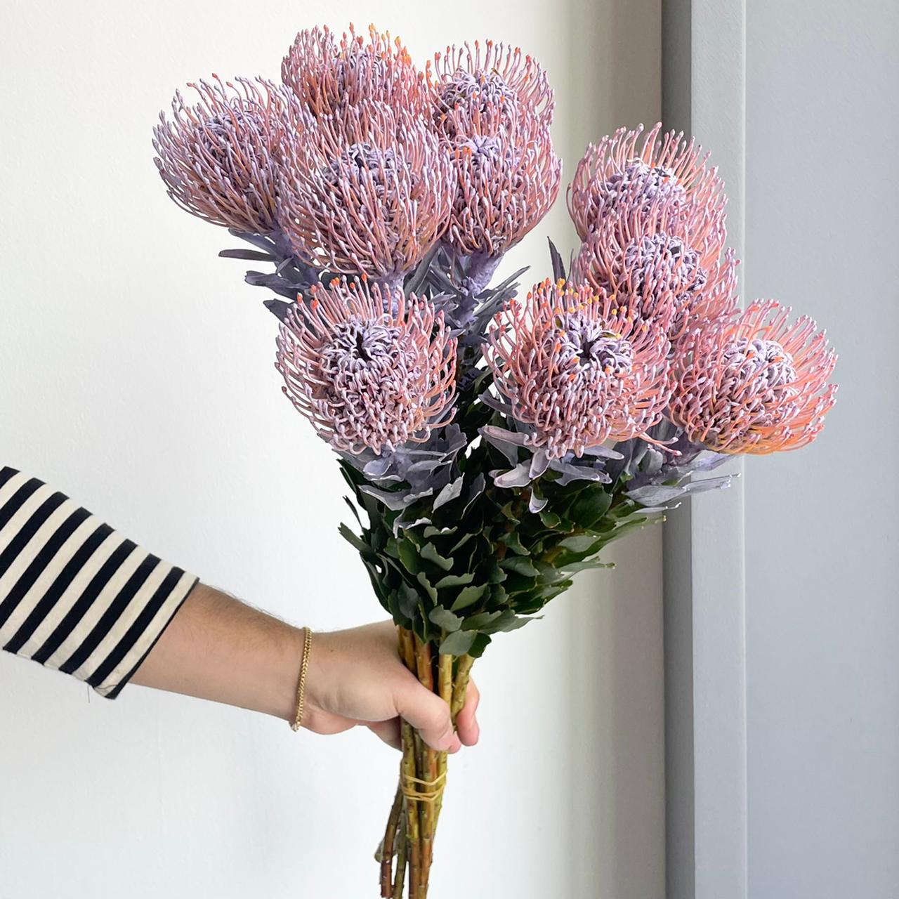 Leucospermums - Dyed Milka