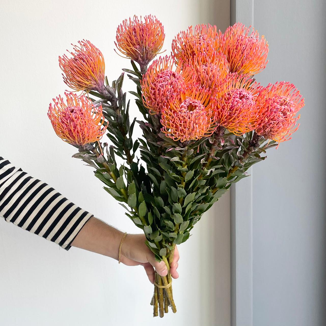 Leucospermum - Dyed New Rose
