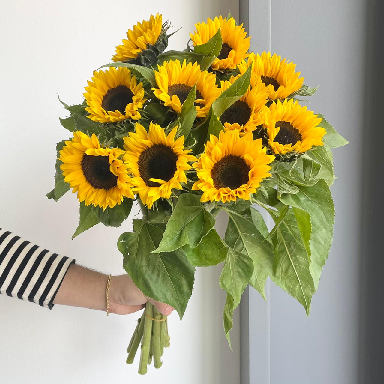Sunflowers - Sunrich Provence