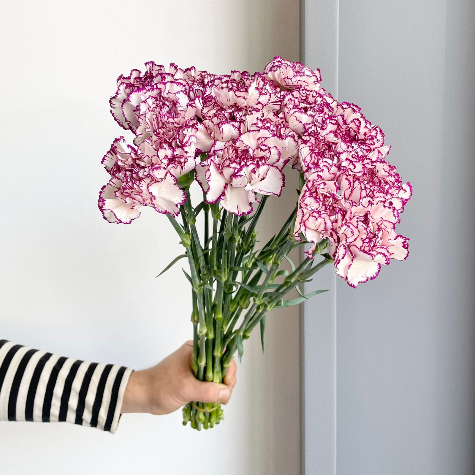 Carnations - Damascus Lilac