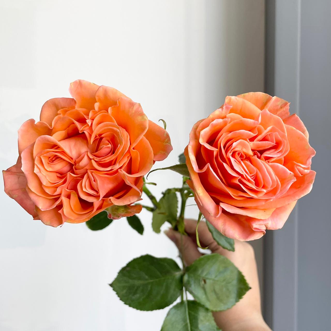 Roses - Glam Orange