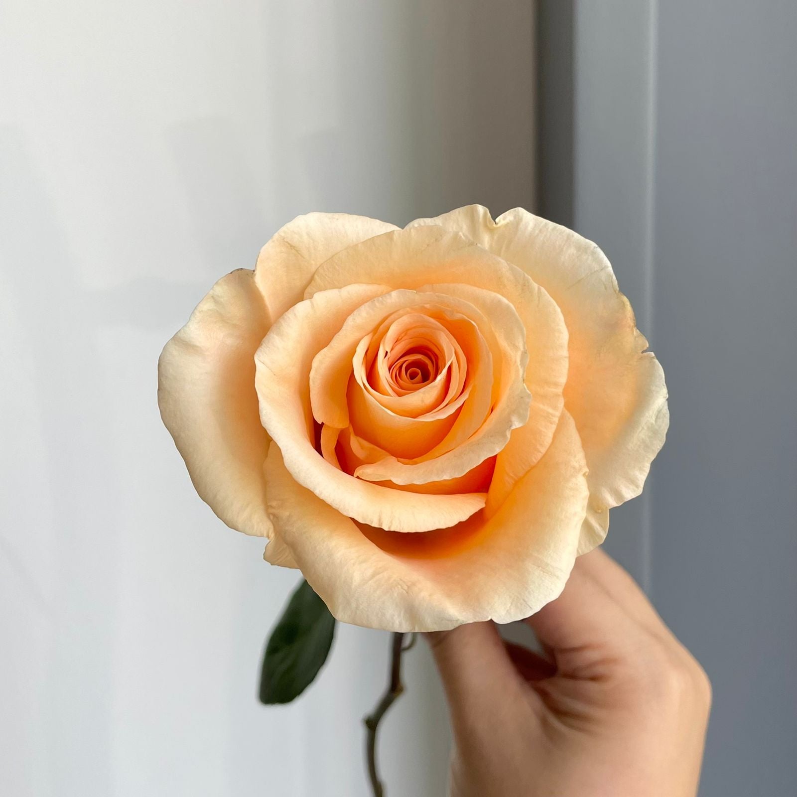 Roses - Peach Wave