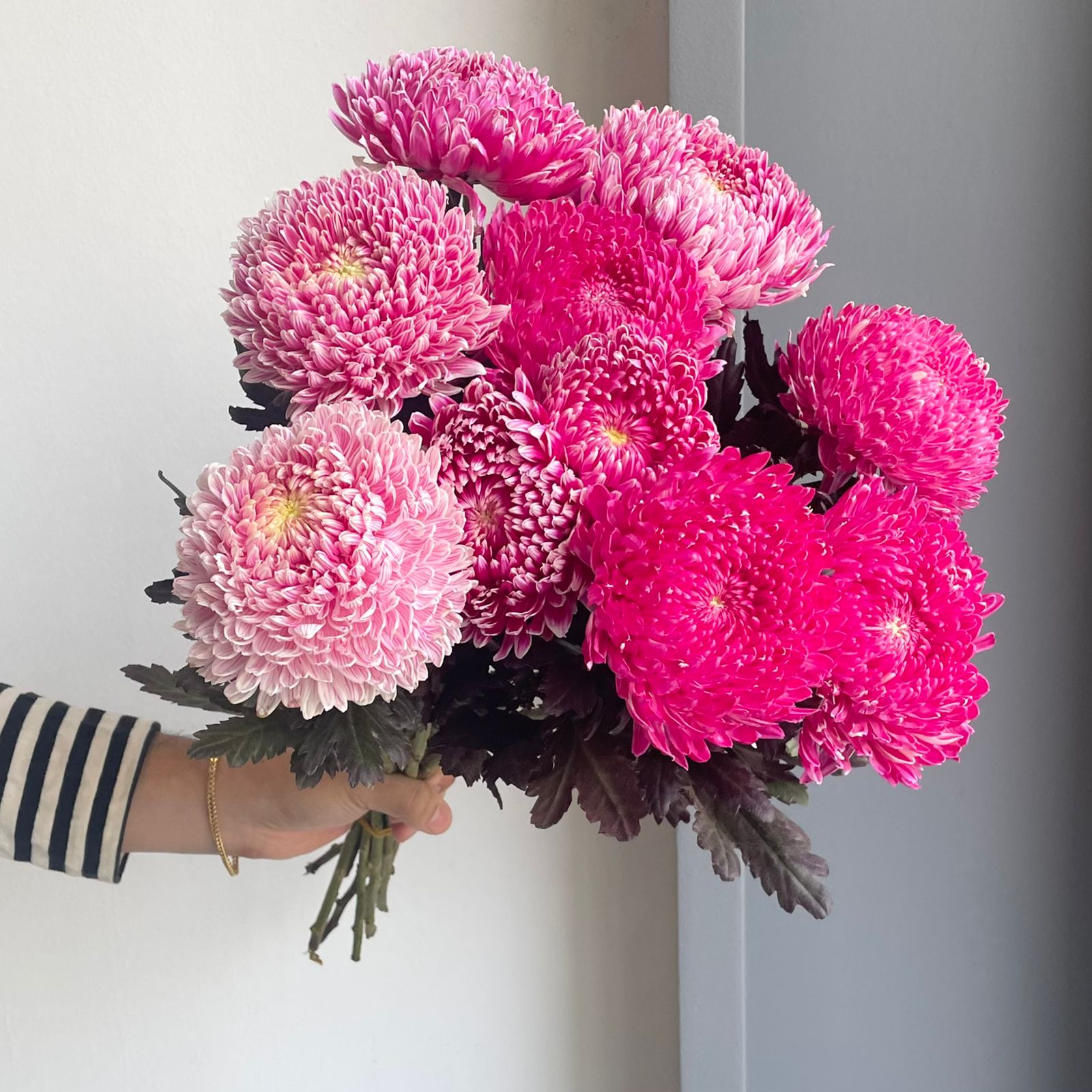 Chrysanthemum Peony - Mauve Pink