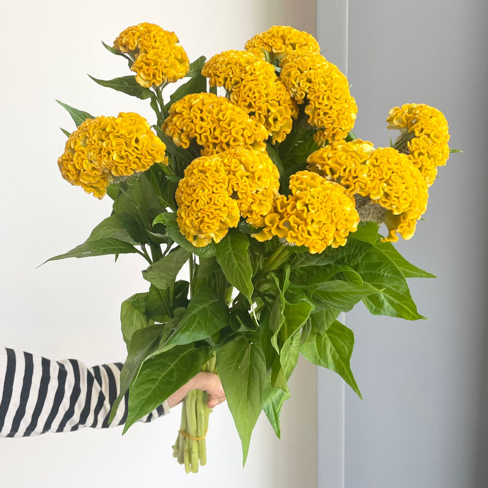 Cockscomb - Yellow (Celosia Cristata)