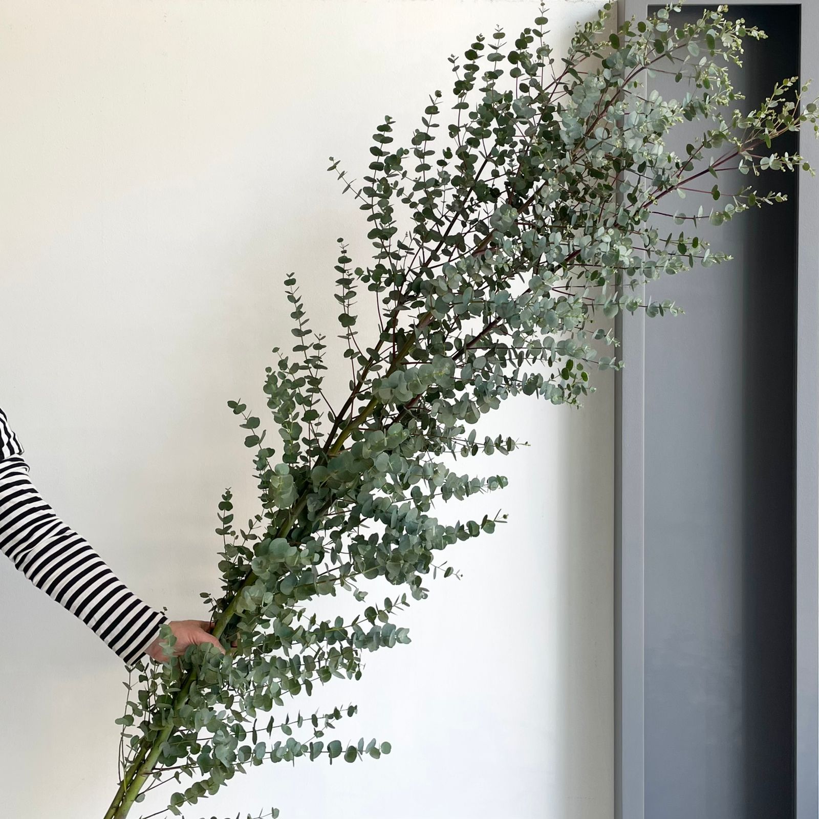Eucalyptus Cinerea Azura Spray Tall (200cm)