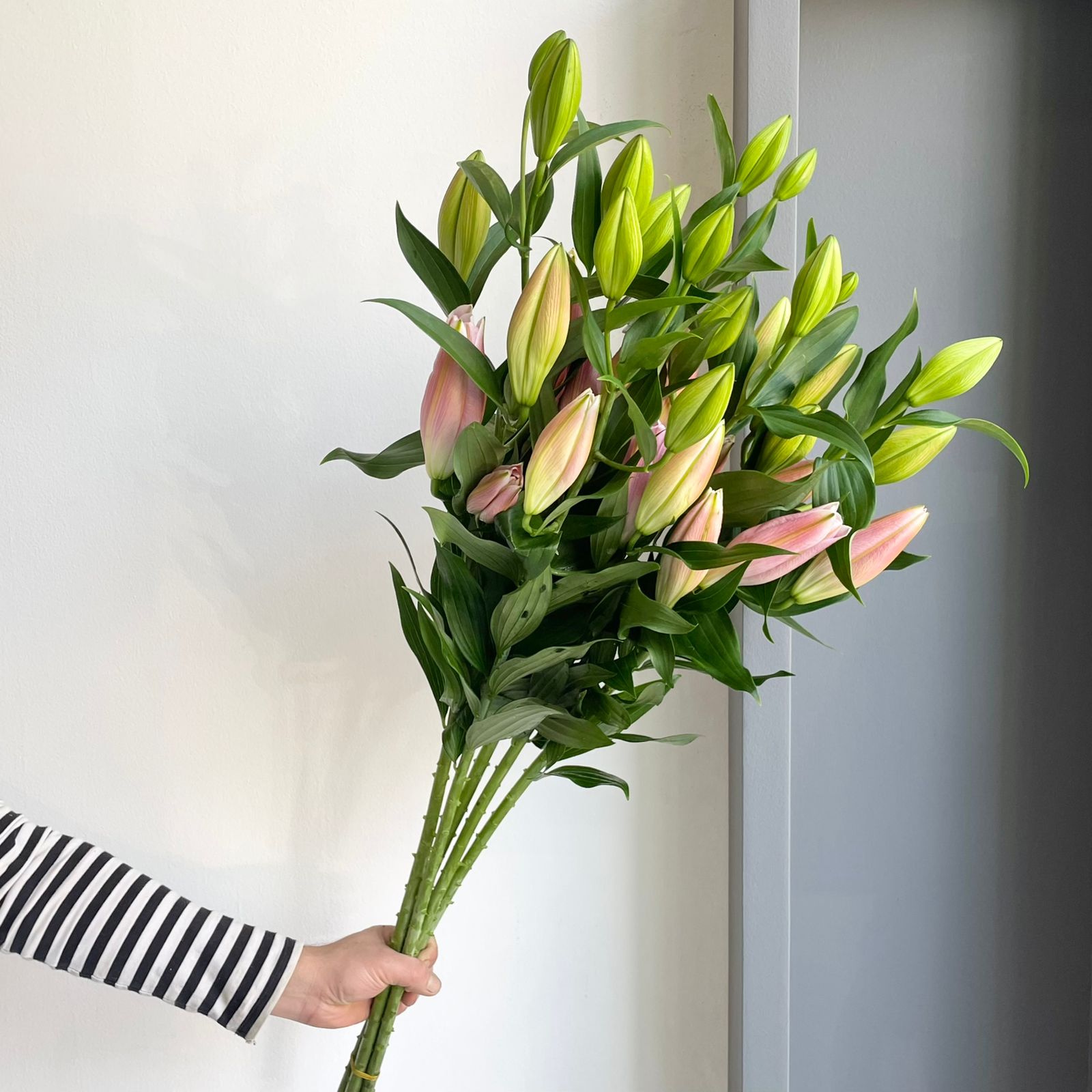 Lilies Oriental - Passione