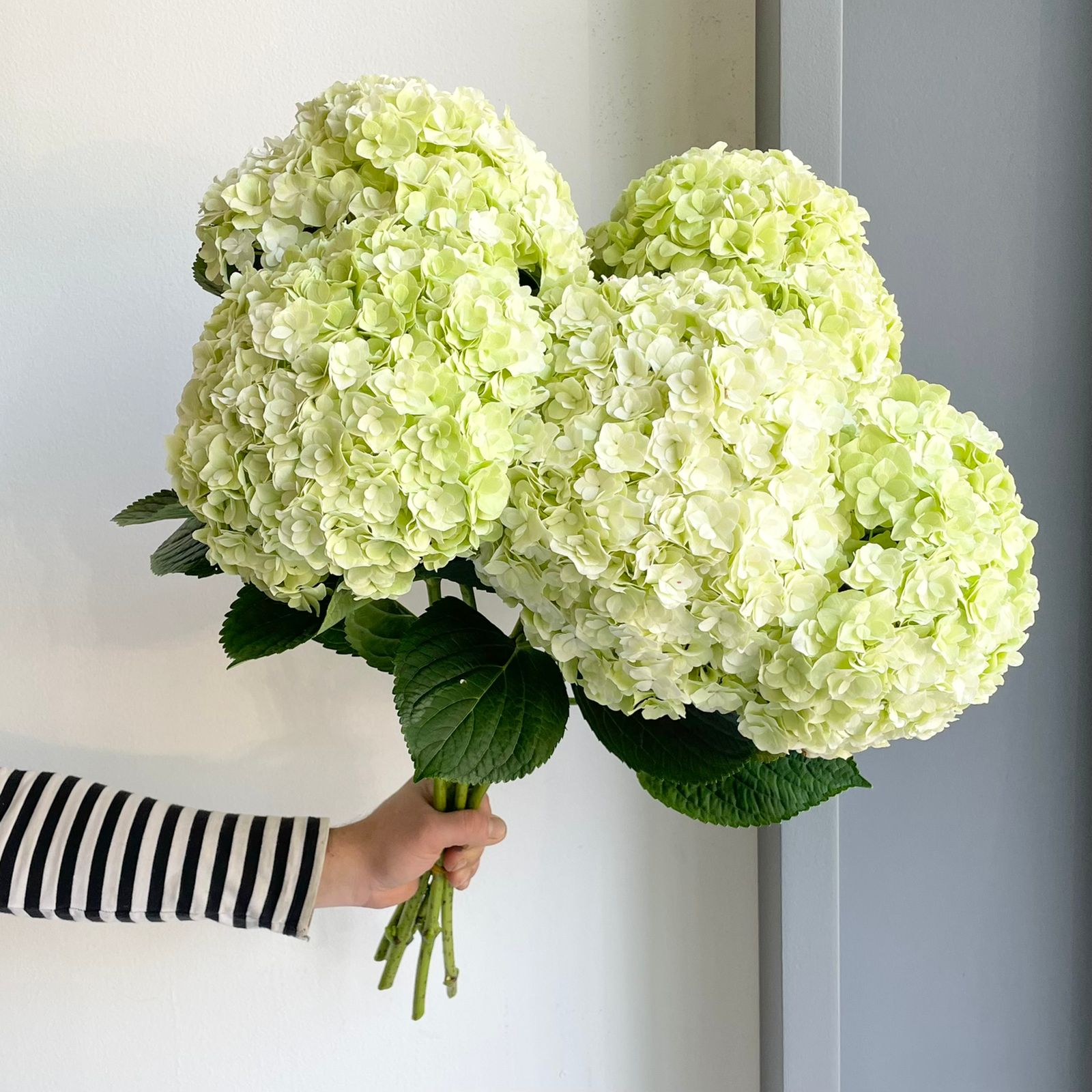 Hydrangeas - Royal Highness Green XL
