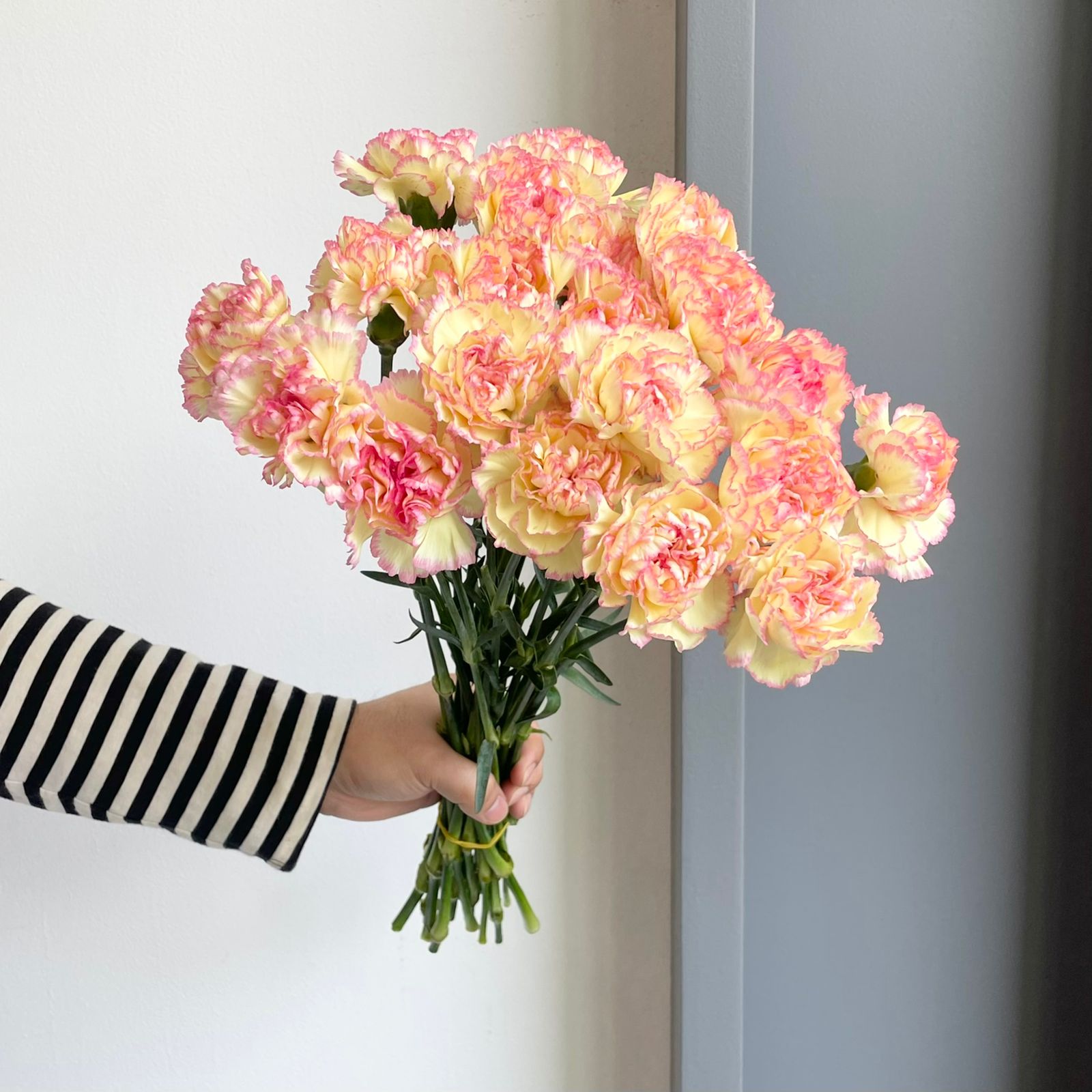 Carnations - Minami Sakura Yellow
