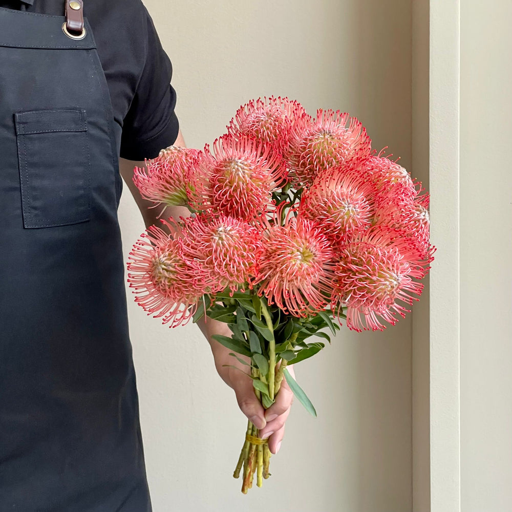 Leucospermum - Ayoba Pink (10 Stem)