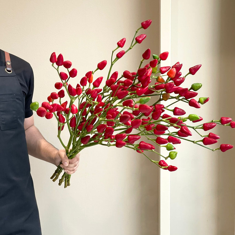 Capsicum Sierpepers Xmas (5 Stem)