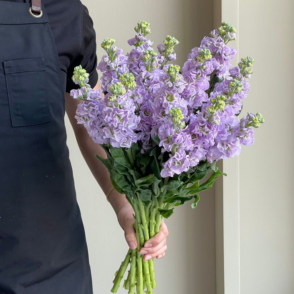 Mathiola - Light Purple