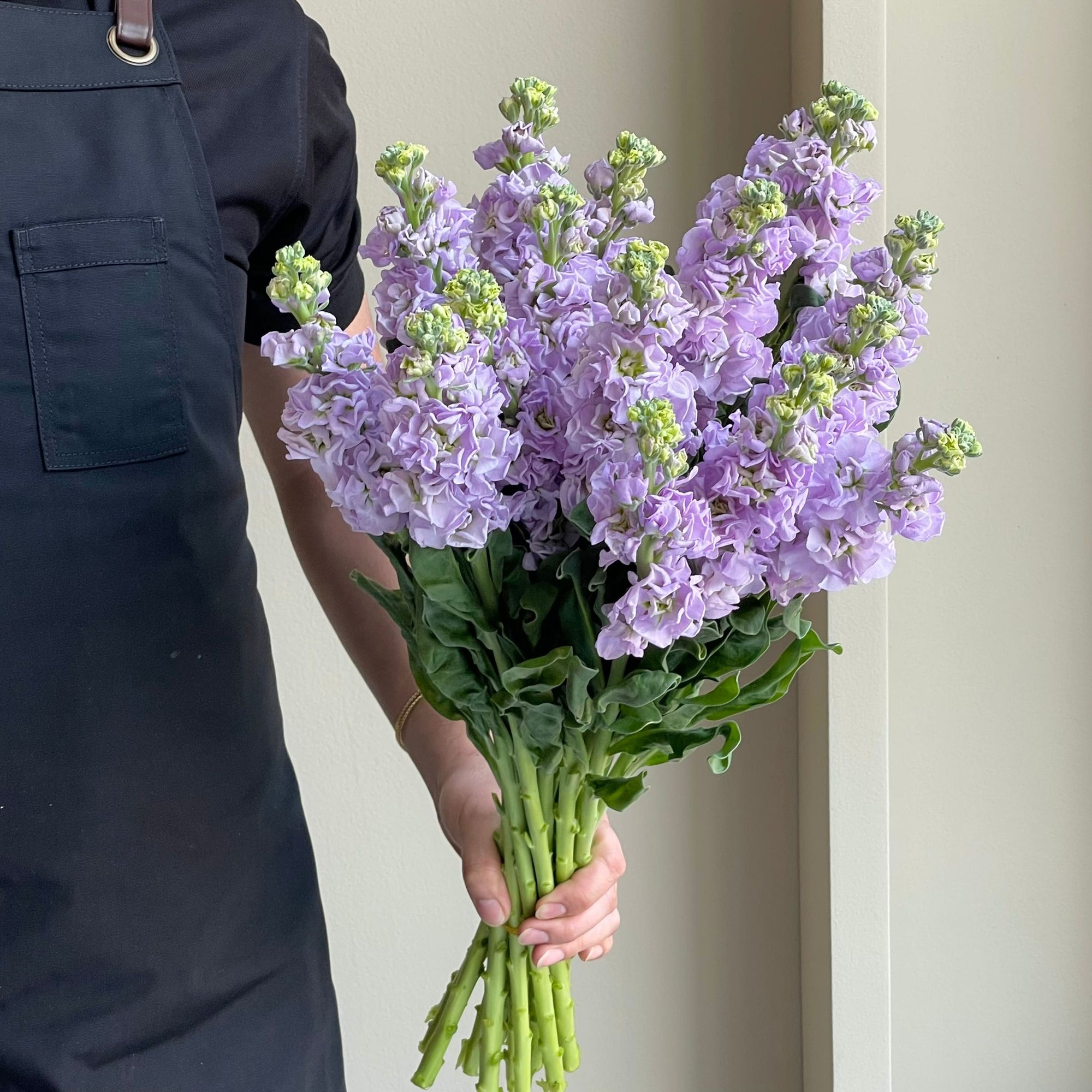 Mathiola - Light Purple