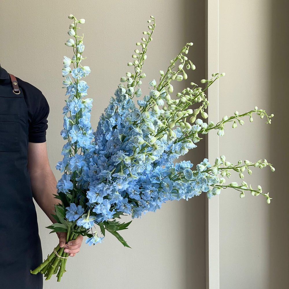 Delphiniums - Light Blue (10 Stem - 70cm)