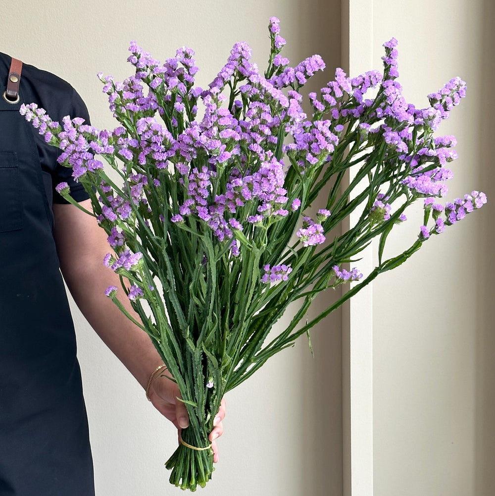 Statice - Lavender