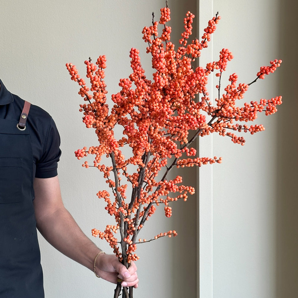 Ilex Verticillata - Winter Gold