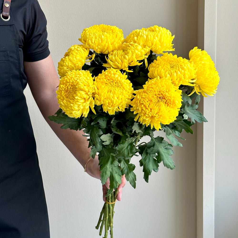 Chrysanthemums - Rivalry Yellow