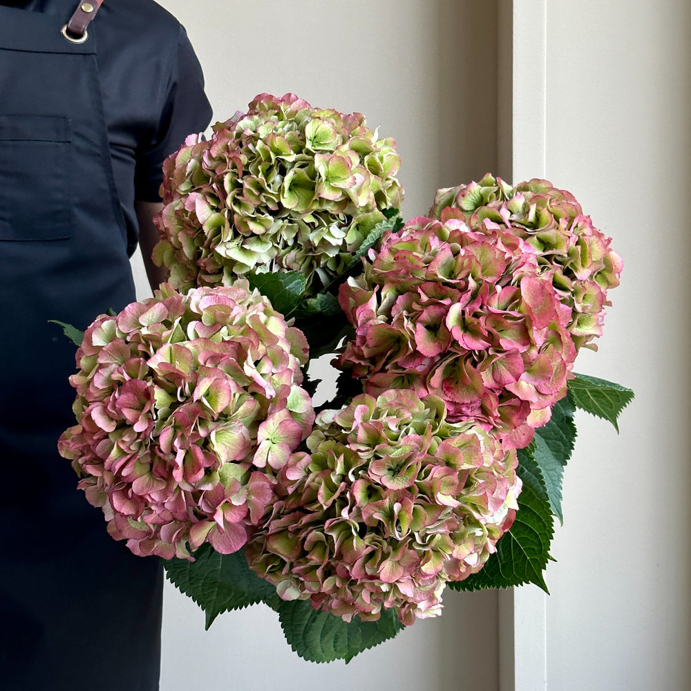 Hydrangeas - Verena Classic Pink