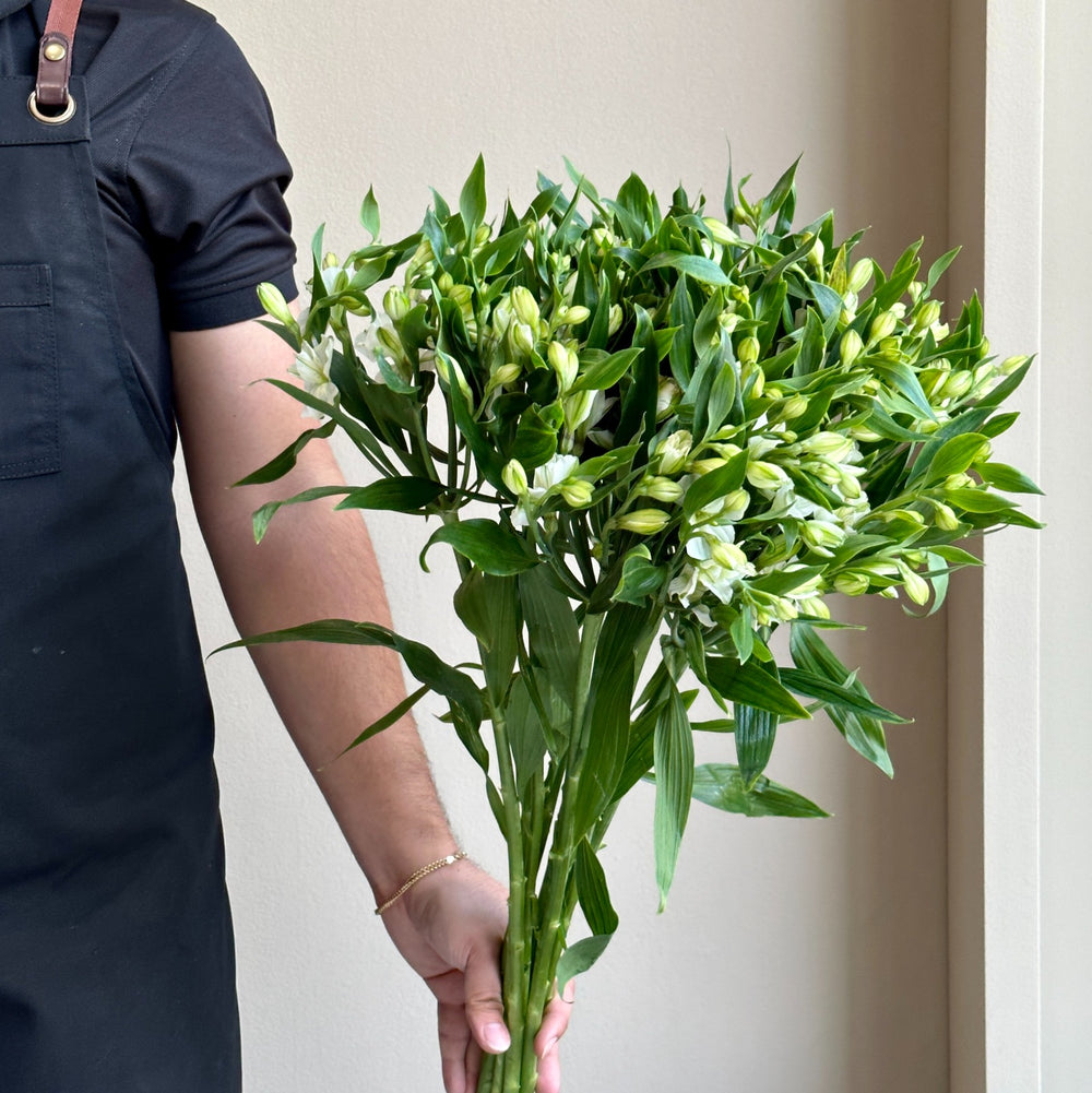 Alstroemerias - Pinot White
