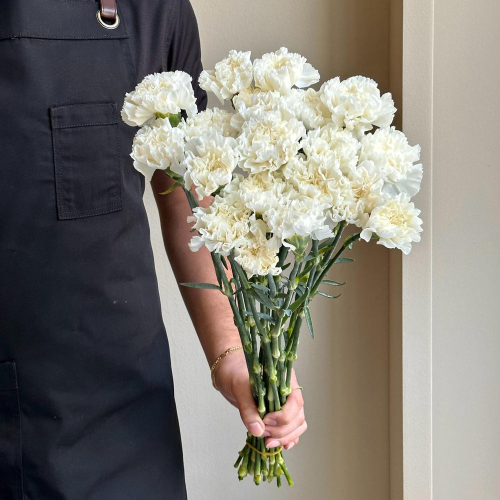 Carnations - Moonlight White