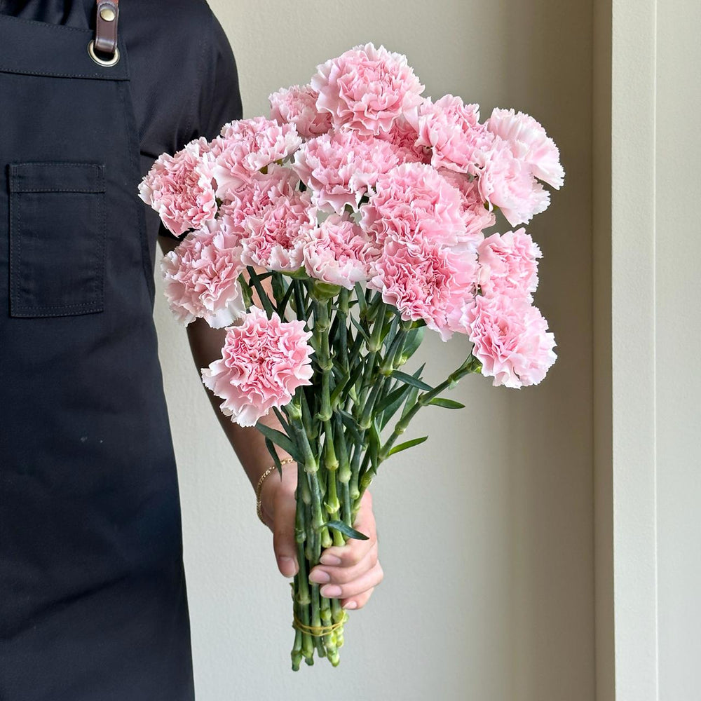 Carnations - Doncel Soft Pink