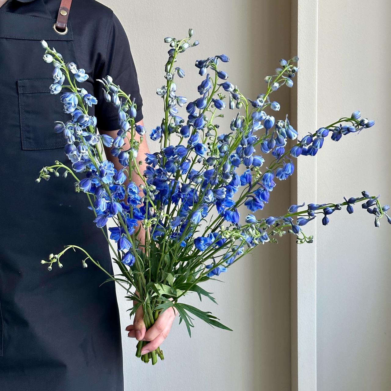 Wild Delphiniums - Royal Blue