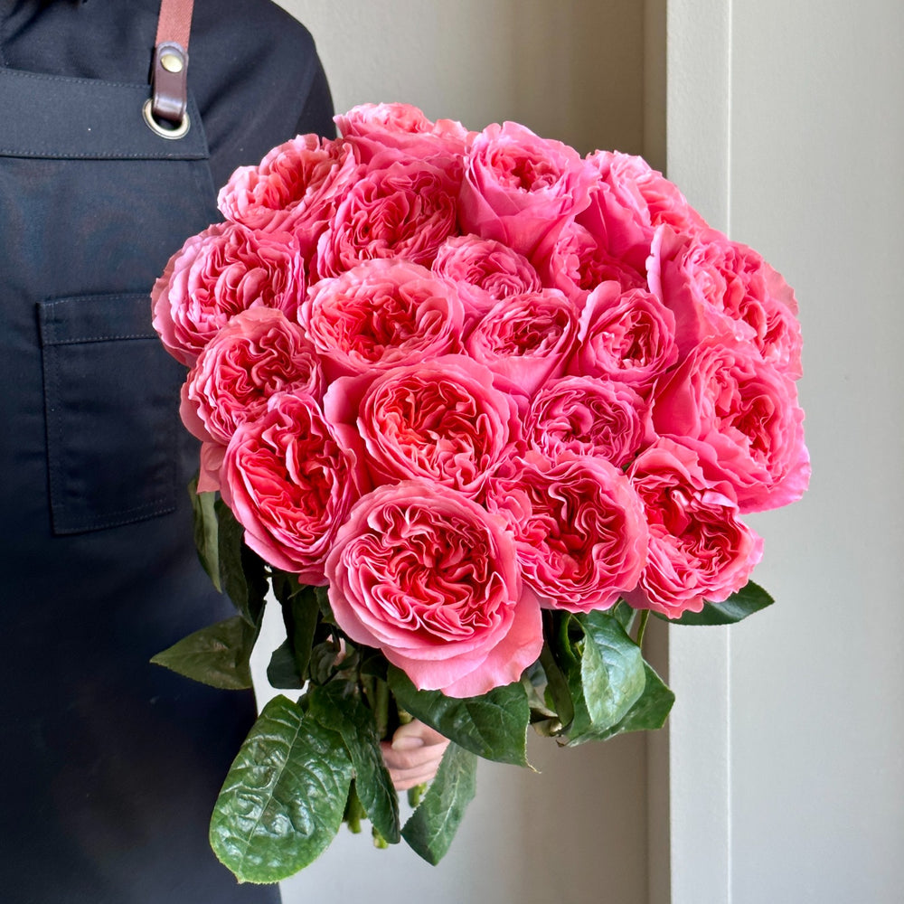 Roses - Dark Pink Expression