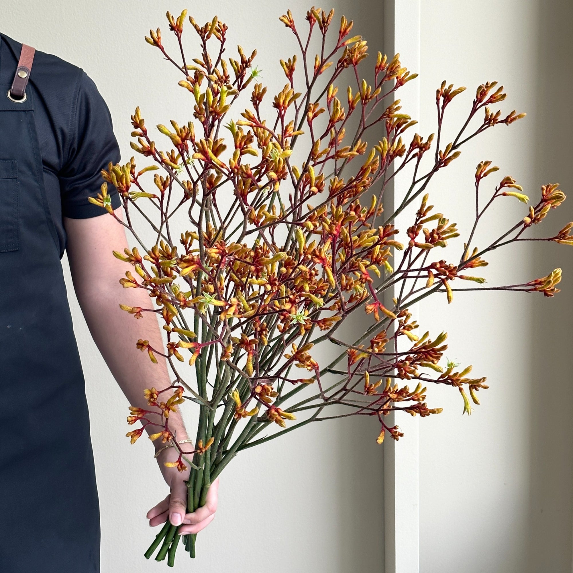 Kangaroo Paws - Orange