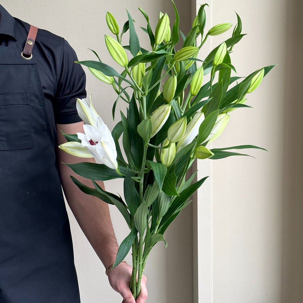 Lilies Oriental - Santander White