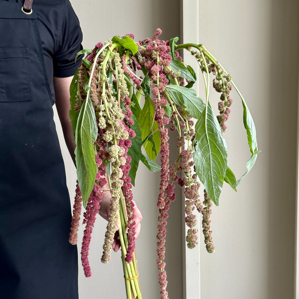 Amaranthus Hanging Caudatus Rosary Red