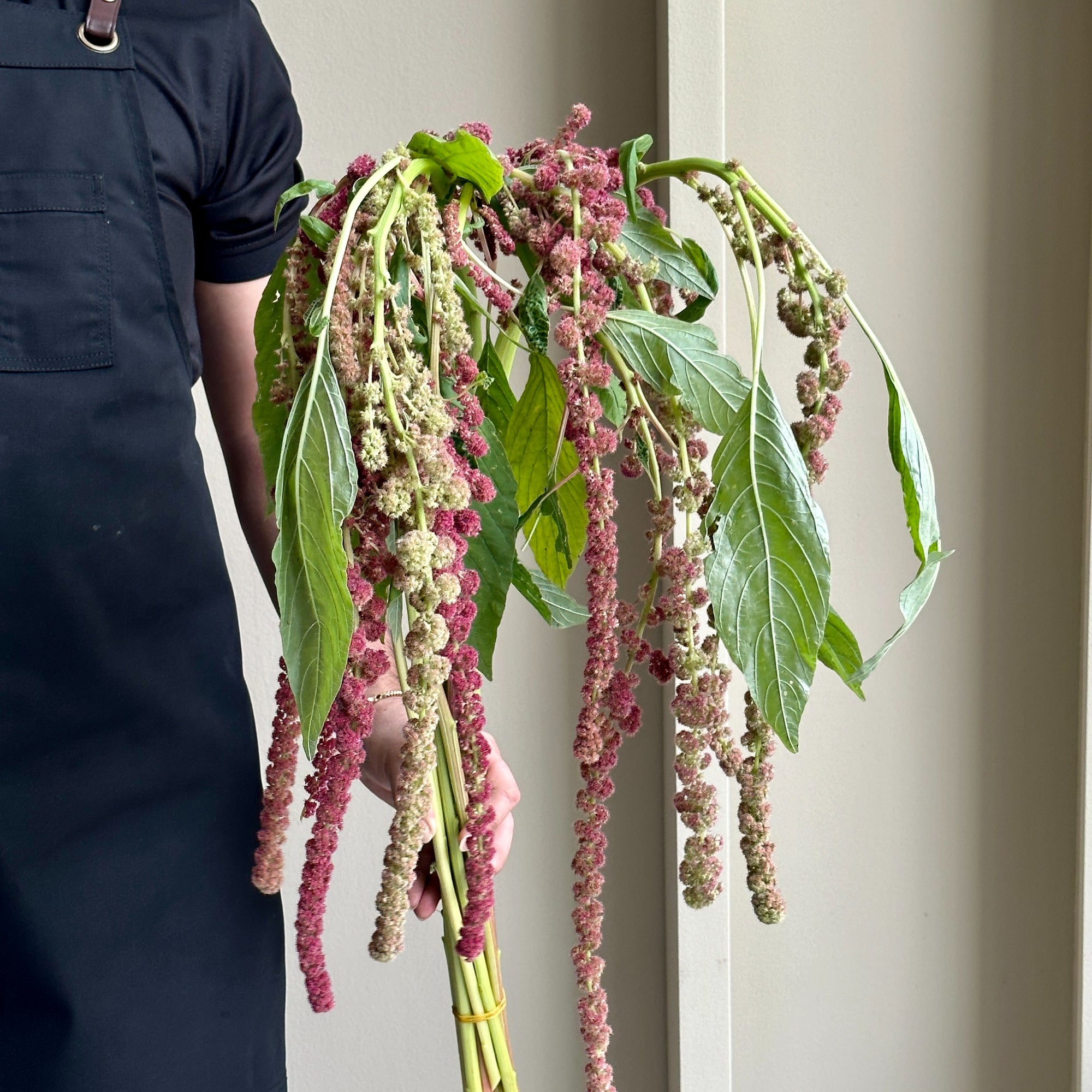 Amaranthus Hanging Caudatus Rosary Red