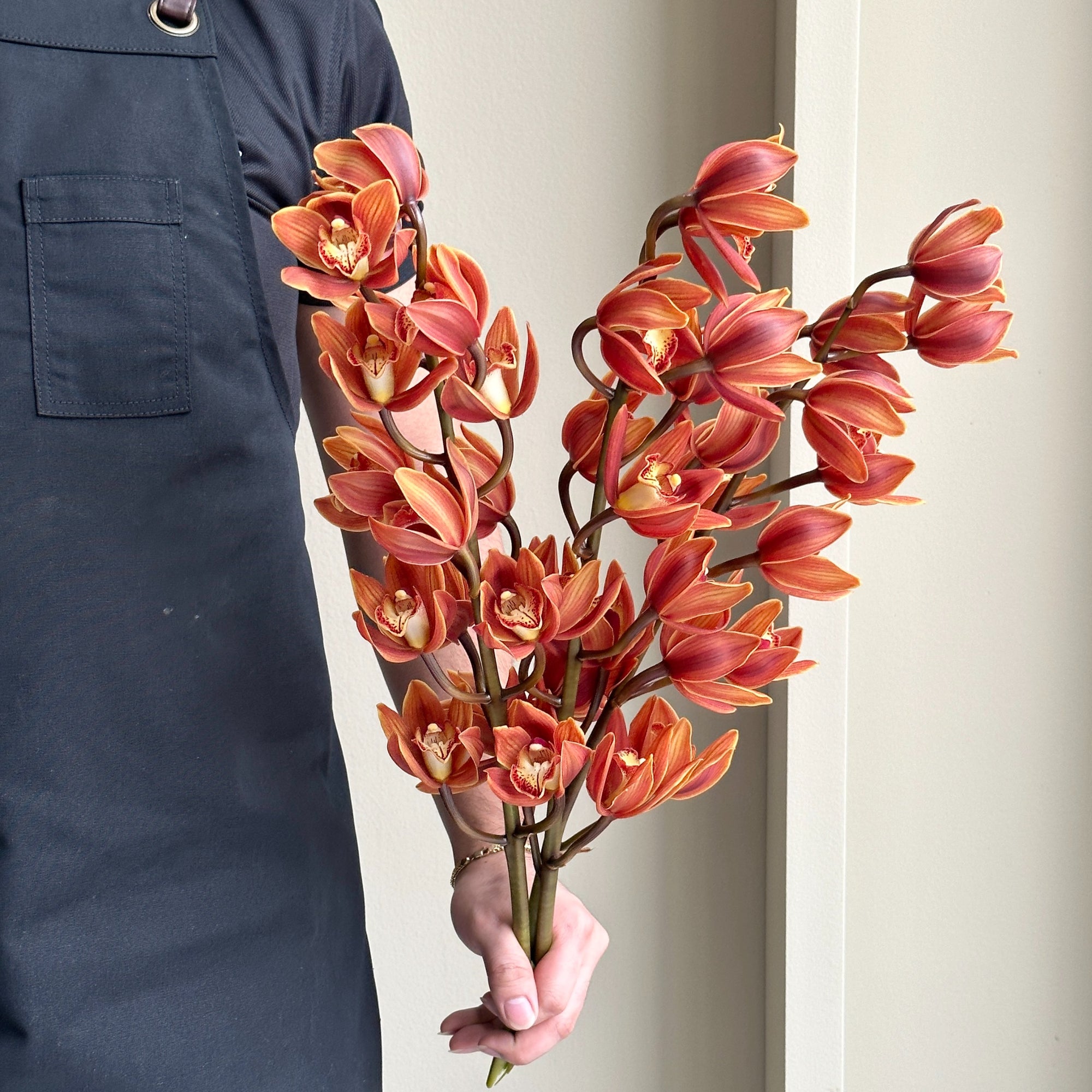 Cymbidium Mini - Eyed Girl