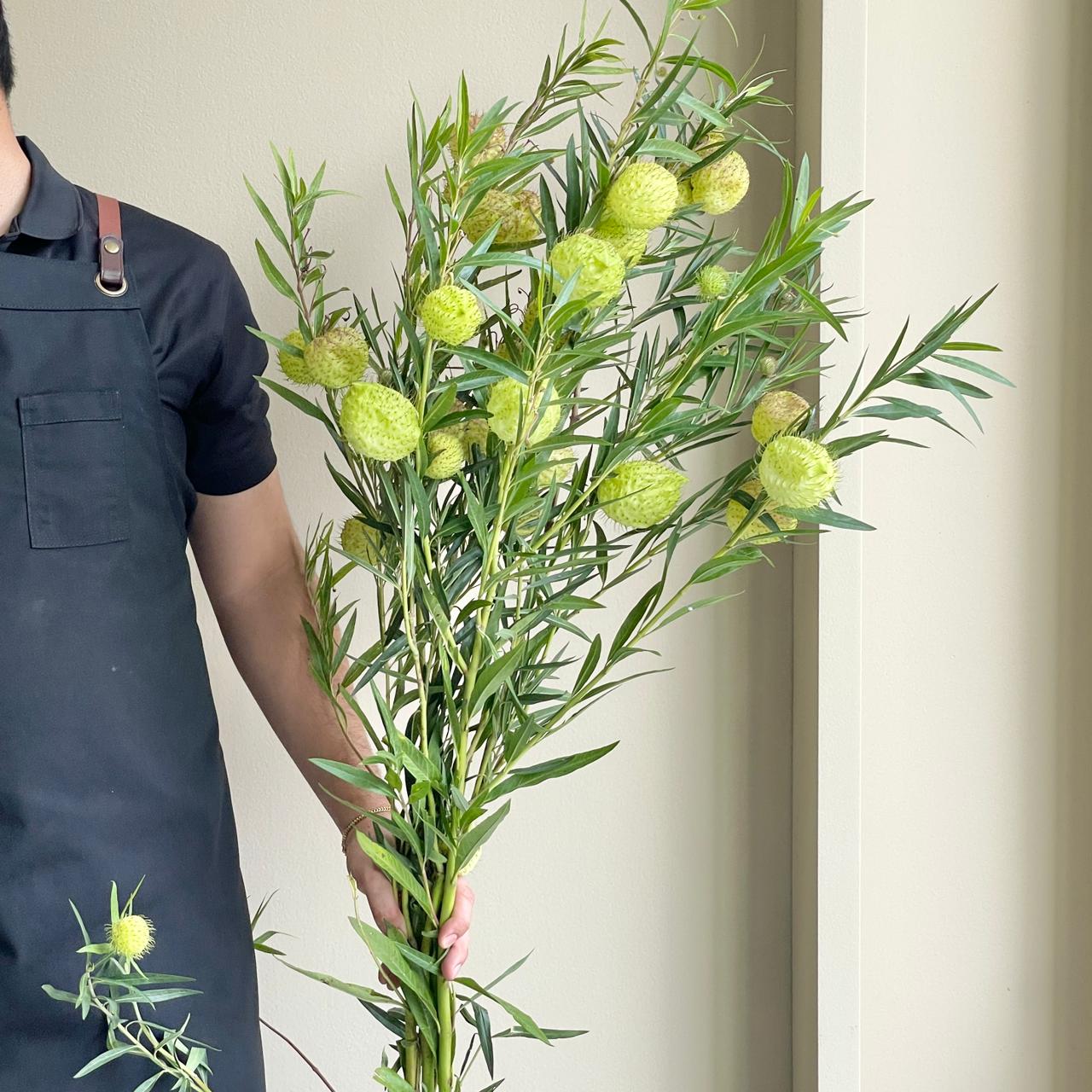 Asclepia Moby Dick Green Super Tall (140cm)