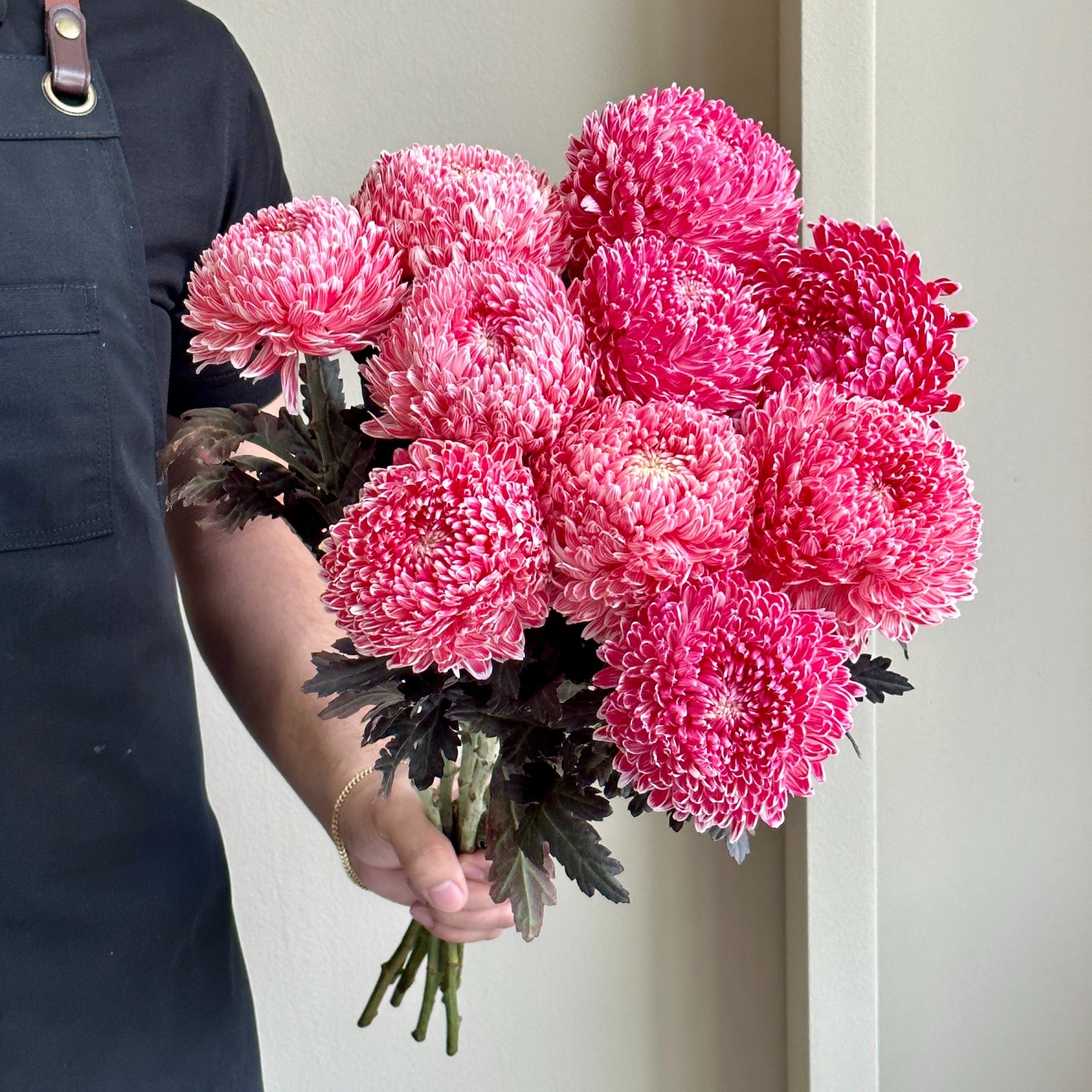 Chrysanthemum Peony - Dark Red