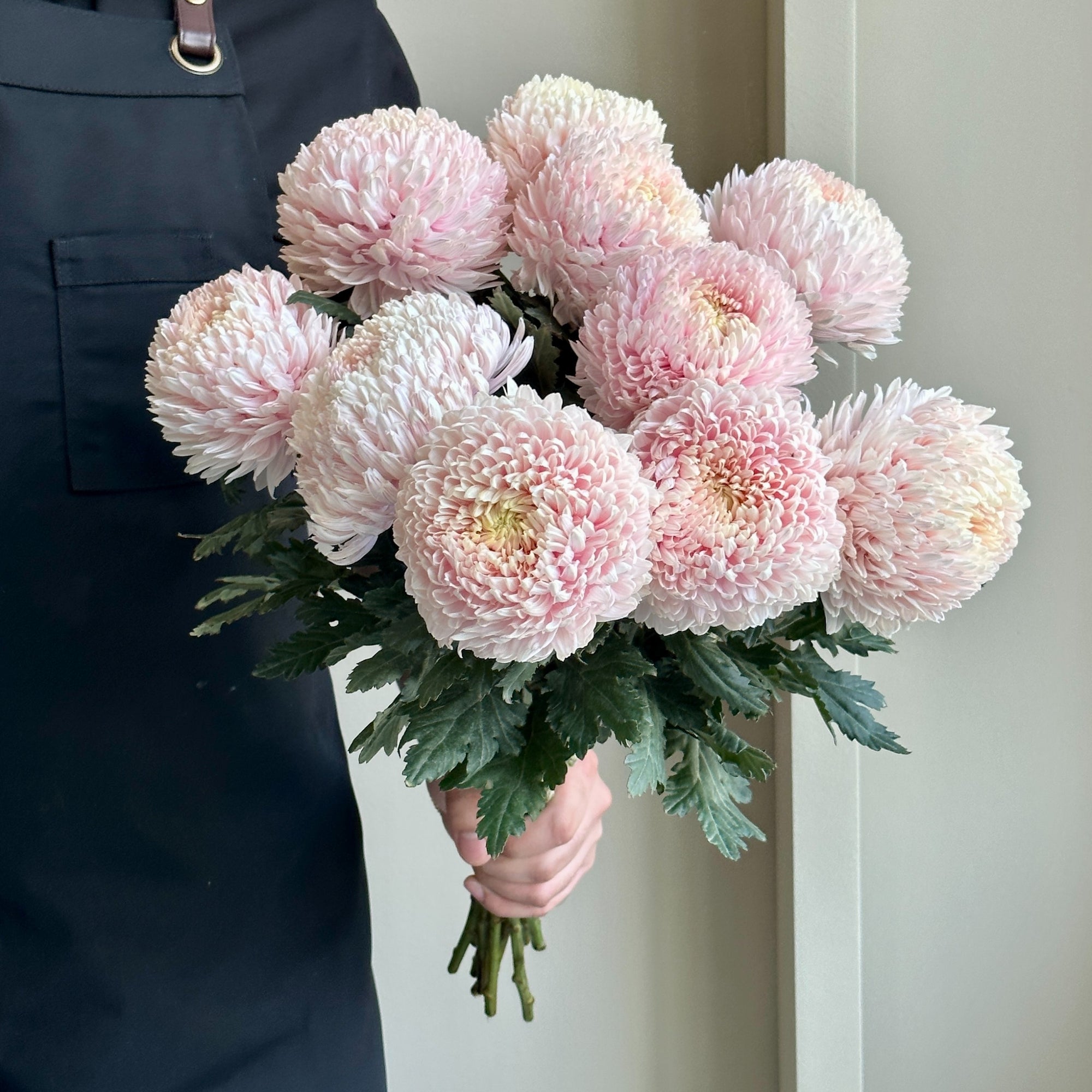 Chrysanthemum Peony - Pale Pink