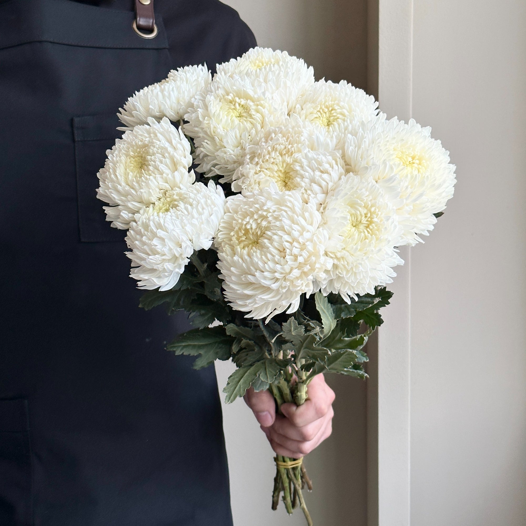 Chrysanthemum Peony - White