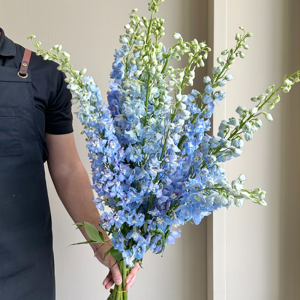 Wild Delphiniums - Light Blue