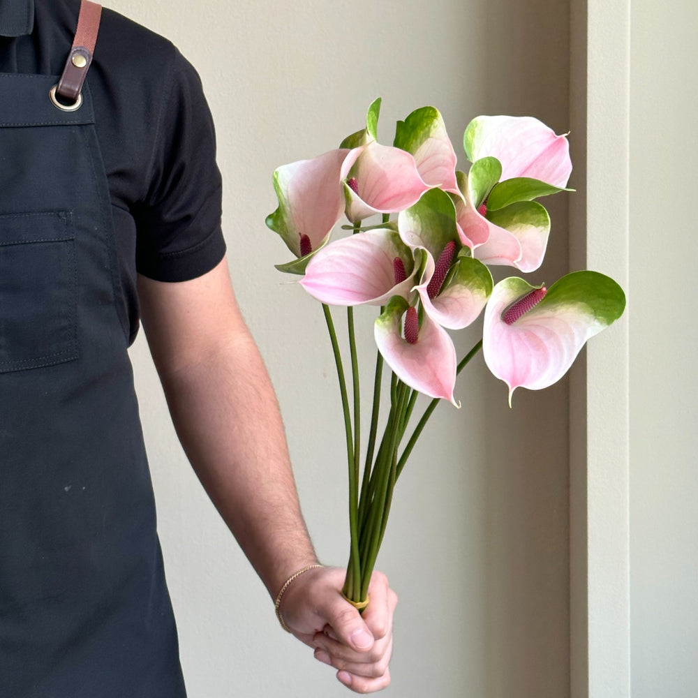 Anthuriums - Alero Pink